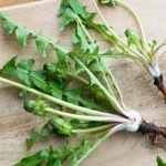 Karahindibanın Kökünün Mucizevi Faydaları Prof. İbrahim Saraçoğlu