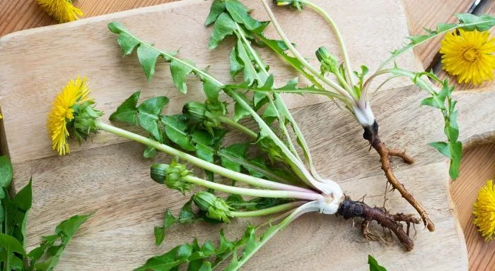 Karahindibanın Kökünün Mucizevi Faydaları Prof. İbrahim Saraçoğlu