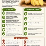 Zencefil Nedir? Faydaları, Kullanım Alanları ve Yan Etkileri