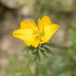 Yavruağzı Bitkisi Hypecoum Procumbens