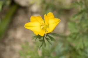 Yavruağzı Bitkisi Hypecoum Procumbens